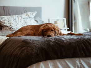 Why Rest is Essential to Your Health (and 5 Ways to Get More Rest Everyday)