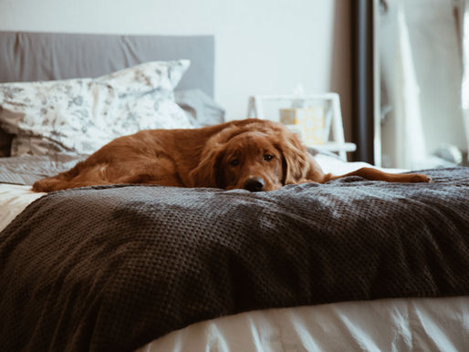 Why Rest is Essential to Your Health (and 5 Ways to Get More Rest Everyday)
